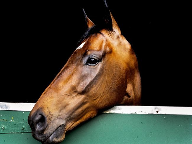 The Everest winning horse Redzel pictured at Peter and Paul Snowdens stables in Randwick. Picture: Jenny Evans