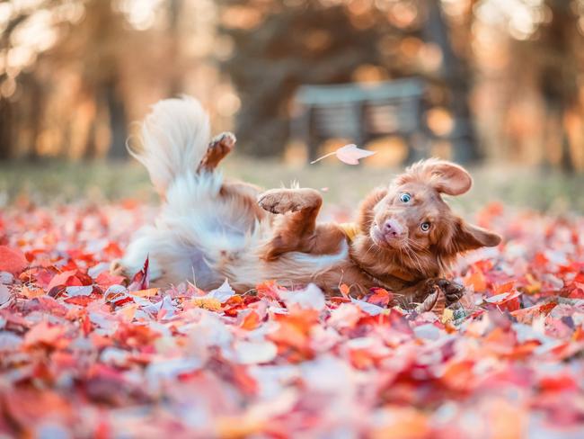 My face when my crush says “Hi”. Milo the Austrian retriever rolling around in the autumn leaves. Picture: Kerstin Orde/Comedy Pets