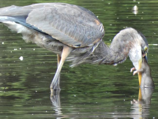 The heron wolfed down the rat in one gulp.