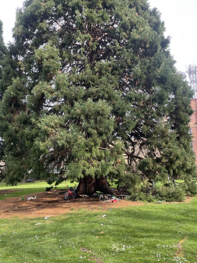 Damage to the possessions of people experiencing homelessness and the Giant Sequoia in St David's Park.