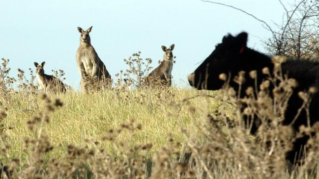 Roo numbers have exploded, leading to a lift in Victoria’s harvesting quota to help bring the population down.