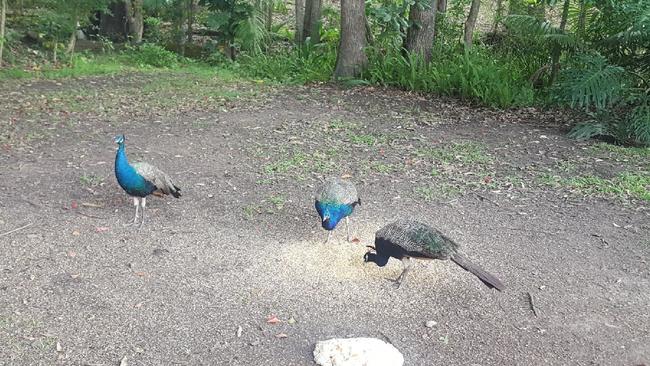 The group of peacocks on a property in Nerang who were removed by Council