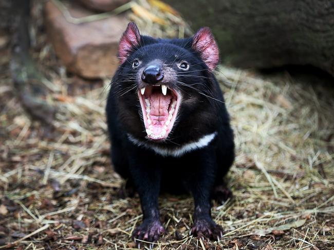 Tasmanian devils Smiley and Levi on way to Auckland Zoo | The Mercury