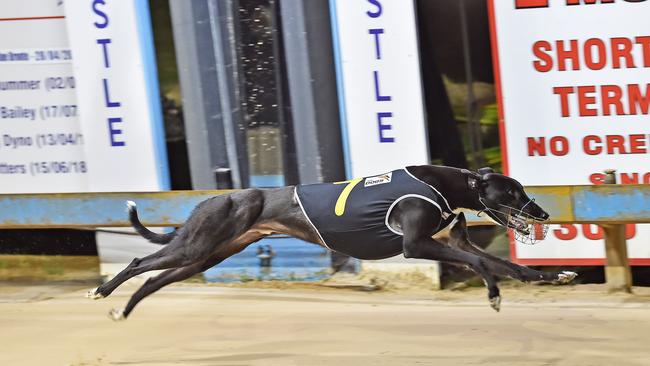 The flying Casual Glance winning at The Gardens in June last year. Photo Steve Whalland.