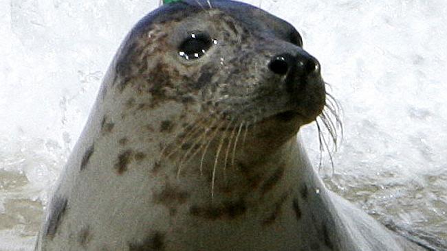  10 Grey seals were released on the southern coast near Czolpino on the Baltic Sea 28 Jun 2005. Fitted out with microchips an...