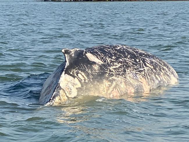 A whale stranded at the mouth of the Susan River died.