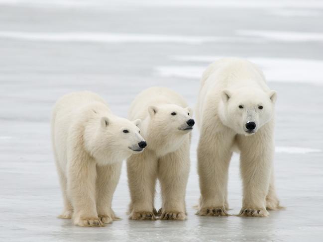 Polar bears might not find themselves homeless after all. Picture: BJ Kirschhoffer/AFP