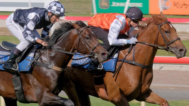 Danny O’Brien stablemates Russian Camelot and Vow And Declare will both target the Cups. Picture: Mark Wilson