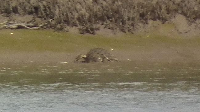 Maryborough crocodile