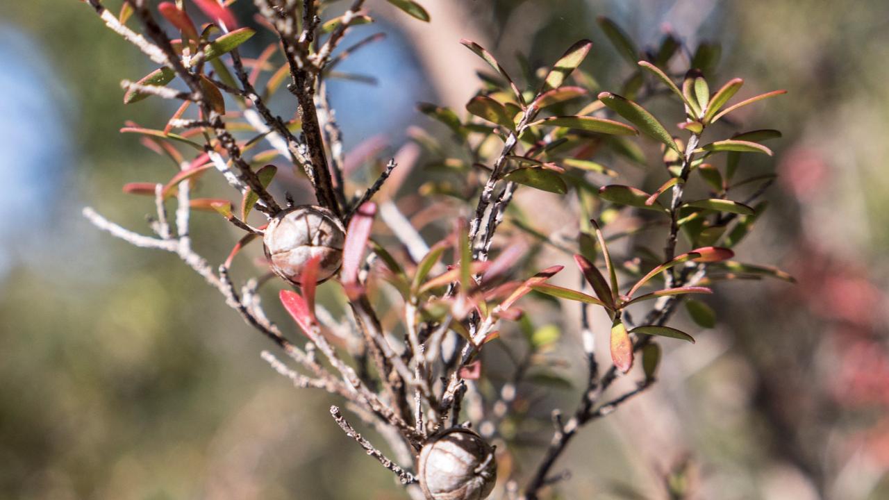 A Leptospermum scoparium tree, which produces the nectar needed for manuka honey, in Somersby, NSW. Picture: Gregory Plesse/AFP