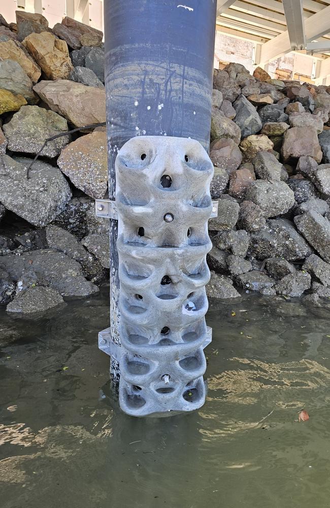 Concrete 'wraps' have been attached to pylons under the boardwalk on Ross Creek as part of an effort to provide habitat to oysters, mussels, and more. Single use only, no archiving.