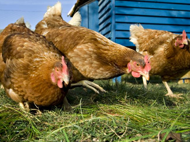 brown chickens, pecking, grass, garden, lawn, coop, istock.