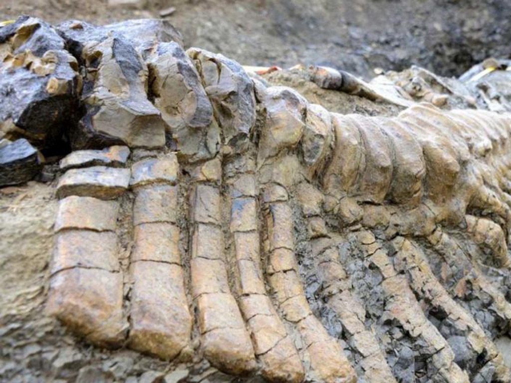 Cola de dinosaurio de 72 millones de años encontrada en el desierto mexicano desconcierta a los arqueólogos.