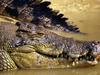 Radical plan for crocodile trophy hunting and culling unveiled