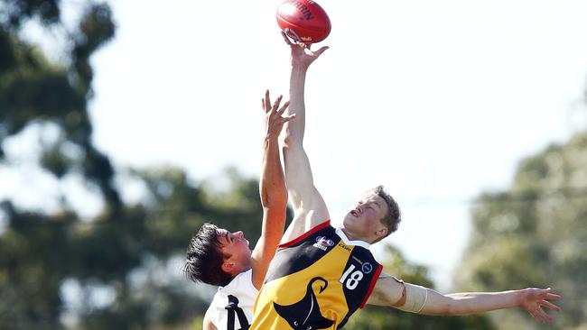 Mitchell McCarthy in action with the Dandenong Stingrays this season. Picture: Paul Loughnan.