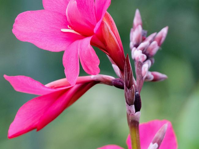 EMBARGO FOR TWAM 25 MARCH 2023. FEE MAY APPLY.  2CB6BJT Canna  ehemanii Ehemann's canna. Indian shot plant. Deep pink canna flowers