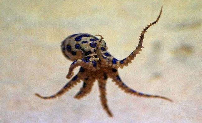 A blue-ring octopus.