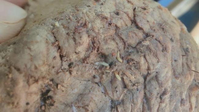 Maggots were found in food served to workers on the Snowy Hydro 2.0 project in NSW. Picture: Supplied