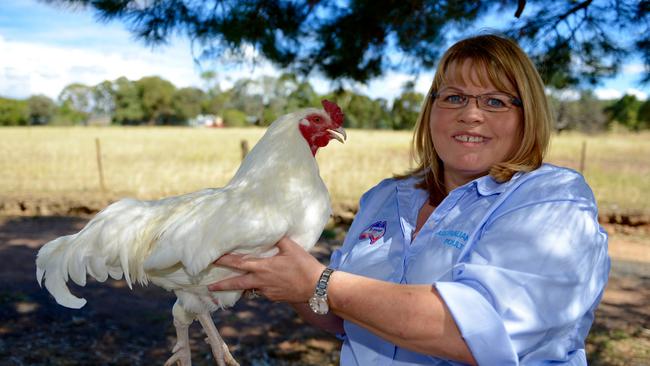 Facts About Rare Chicken Breeds