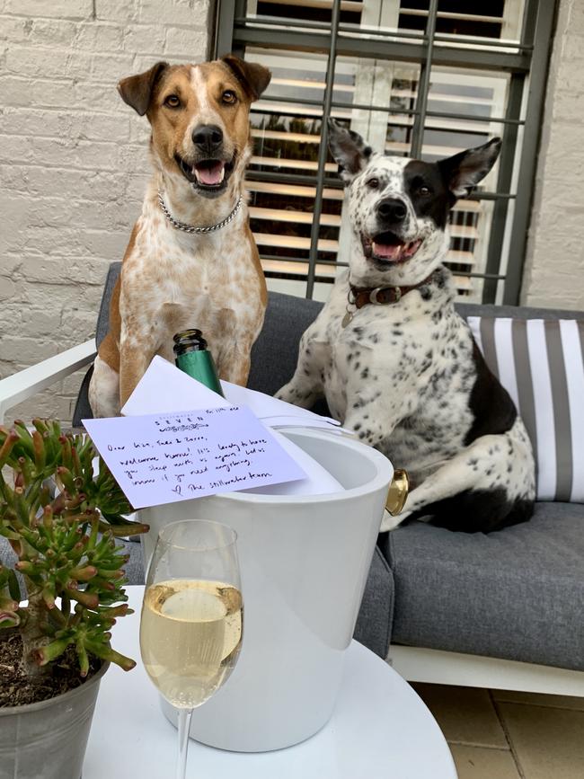 Liza-Jane Sowden’s happy pooches enjoy being pampered at one of Launceston’s pet-friendly accommodation options Stillwater Seven.