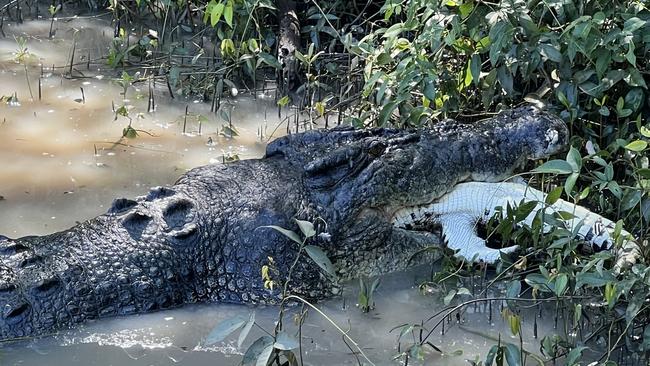 Crew and guests on an Adelaide River Cruises boat witnessed 6.2m croc Dominator eating another croc. PIcture: Sean Dealy