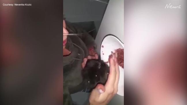 Kitten rescued from inside apartment walls