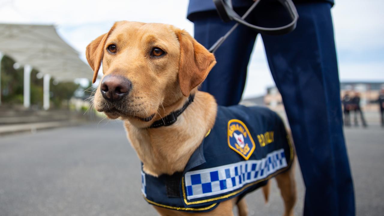 Drugs seized after dog patrols in Glenorchy