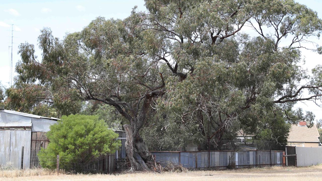 Police said search teams did not actually enter the neighbour’s backyard that backed onto the tree where Charlene was found (pictured). Picture: Sarah Reed