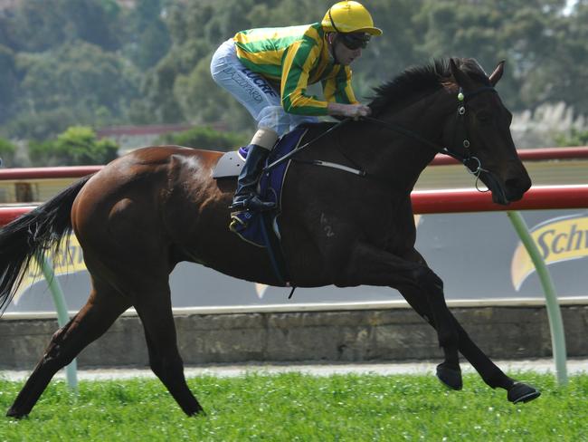 Kia Ora Koutou goes into the 2400m classic in peak fitness. Picture: Graeme Collopy