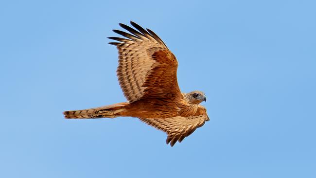 The red goshawk photographed at Newhaven Wildlife Sanctuary NT is the first confirmed record of the species in Central Australia since a handful of sightings in the mid-1990s. Picture: Tim Henderson/Australian Wildlife Conservancy.