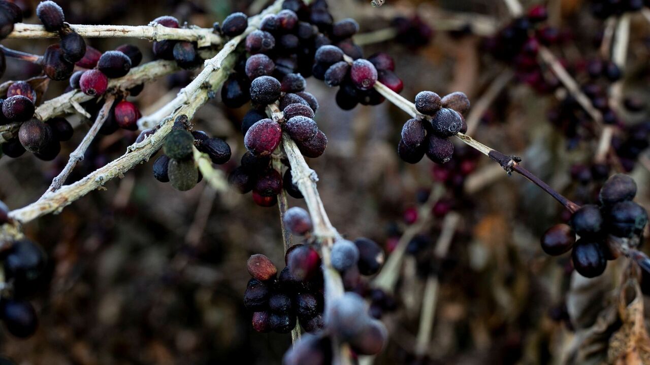 Brazil's coffee shortage: Producers work to mitigate climate change impacts