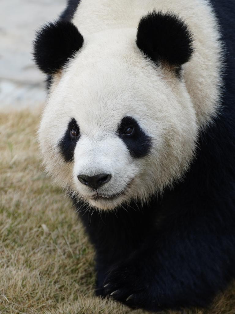 Adelaide Zoo’s new Panda Xing Qiu has been described as “handsome”. Picture: Supplied