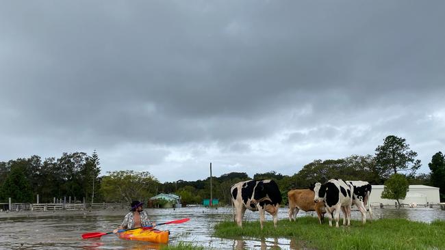 Kayakers rescue cattle in the Manning region,