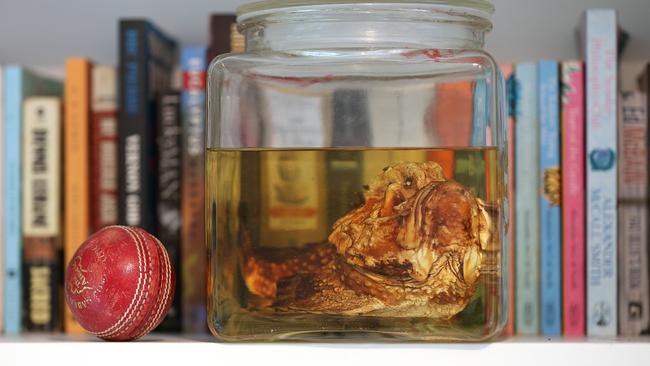 Keef the Stonefish. Picture: Lyndon Mechielsen/The Australian