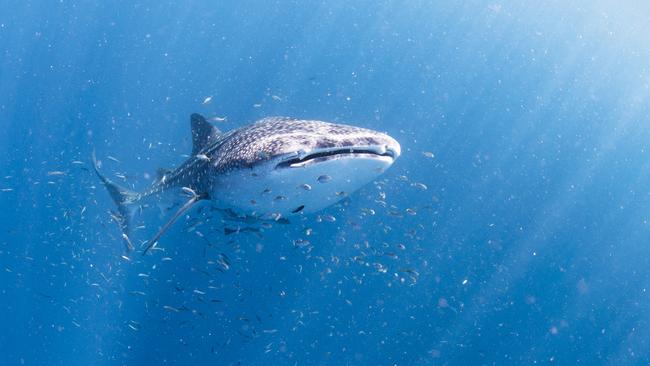 Lauren Bath's photo of a whale shark from her top travel destination, WA. Photo: @laurenbath