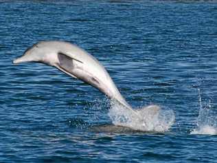 DOLPHIN WATCH: A Charles Darwin University postgraduate student  is studying the Australian humpback dolphin as part of her masters research. Picture: Sandra Riemer