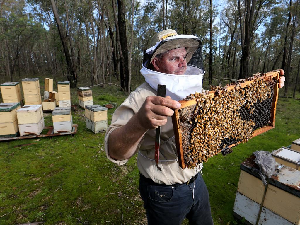 Steve Goldsworthy, Beekeeper and co-owner Beechworth Honey with his bee hives in the bush near Beechworth. Picture: Supplied