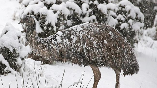 Elliott of Kaoota enjoys the snow with emu called Chook Chook.  Picture: Zak Simmonds