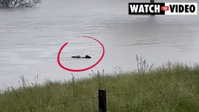 Cows float down flooded paddock at Brooweena