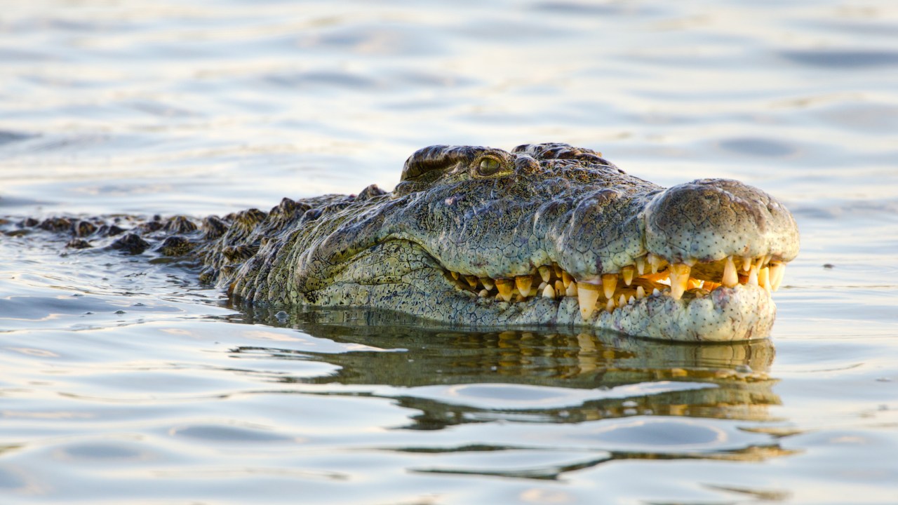 5 reasons to book a safari in Botswana over South Africa | escape.com.au