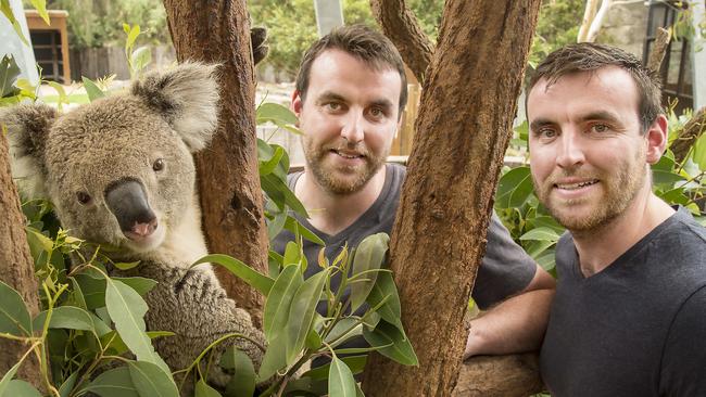 Comedian identical twins Benjamin and James Stevensowith Baxter the Koala at Taronga Zoo at Taronga Zoo ahead of the Twilight at Taronga Comedy Gala on Sunday, February 23. Picture: Troy Snook