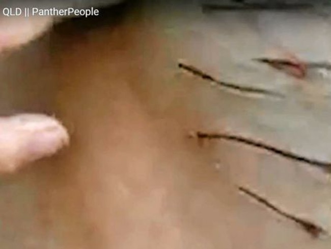 The 'clinical and clustered' scratches found on this horse at Lower Wonga are thought to be from a big cat. Picture: Contributed