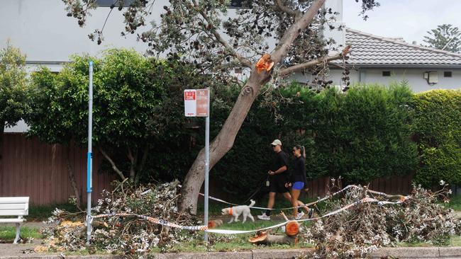 Fallen tree branches in Bronte after days of wild storms lashed Sydney in January 2025. Picture: Max Mason-Hubers