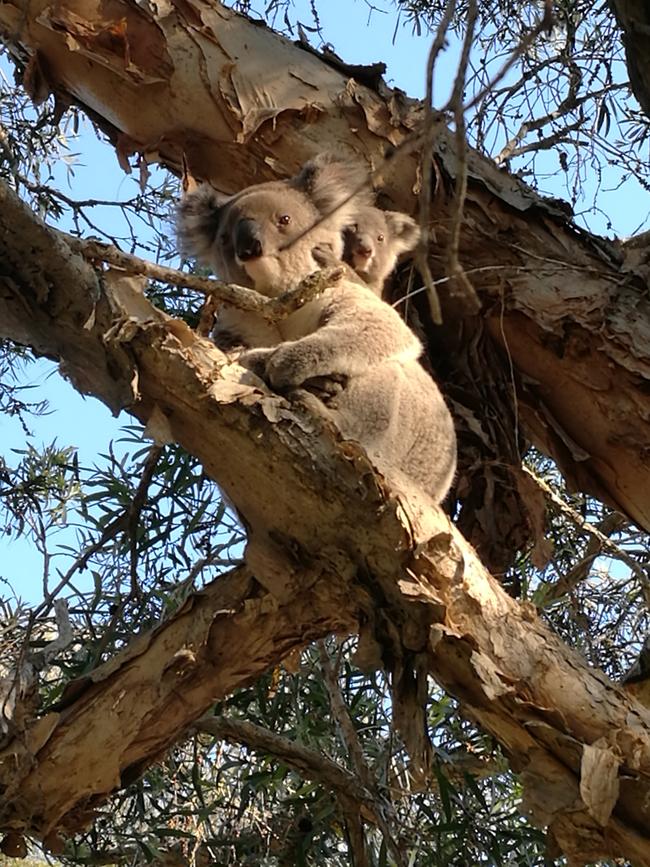 A koala and her joey at Helensvale. Picture: Keith Woods