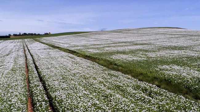 Poppy crop crop at Moriarty. PICTURE CHRIS KIDD