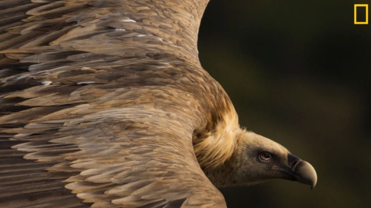 A gorgeous griffon vulture soars through the sky in Monfragüe National Park in Spain. Picture: Tamara Blazquez Haik /National Geographic Travel Photo Contest