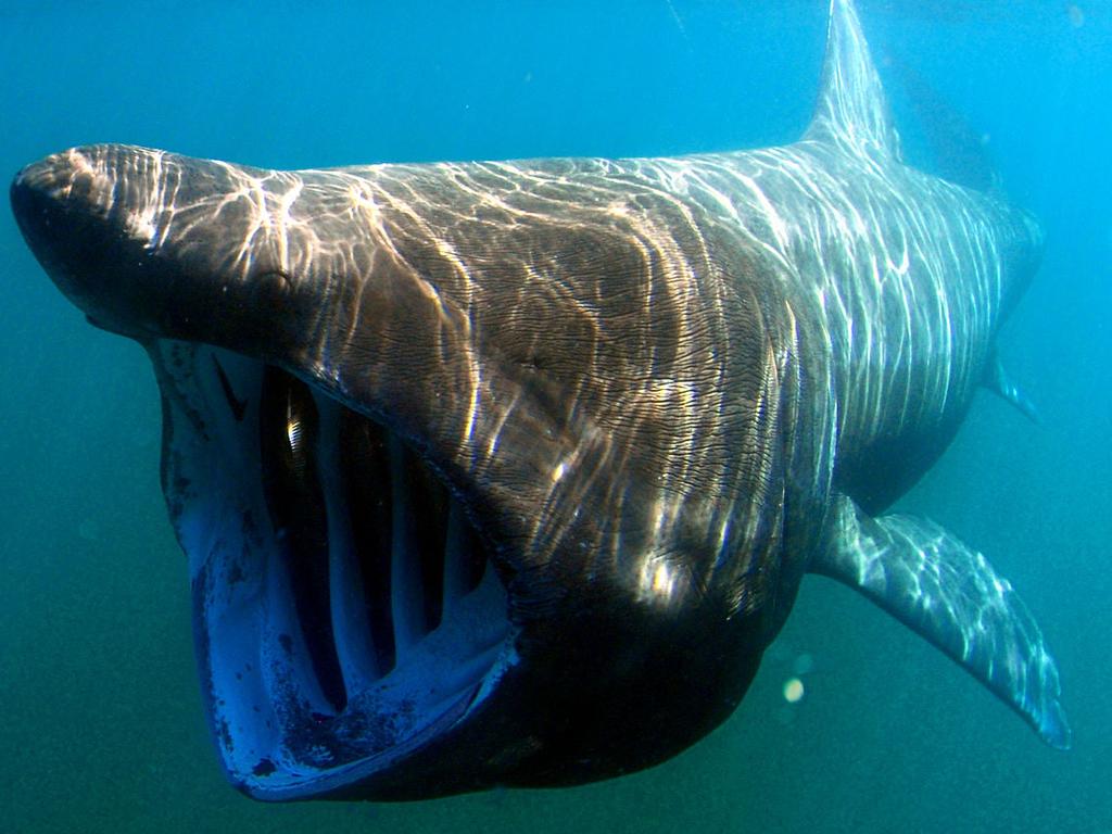 The basking shark. Picture: Marine Environmental Monitoring