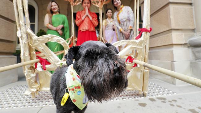 Schnauzer Poppy with representatives from the Nepali Society of Tasmania ahead of the Hobart Christmas pageant. Picture: RICHARD JUPE