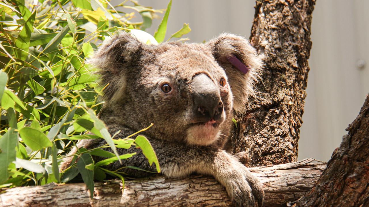 Koalas lost significant amounts of their habitat during the summer bushfires.