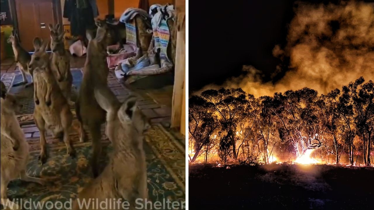 Video of 20 joeys in living room goes viral